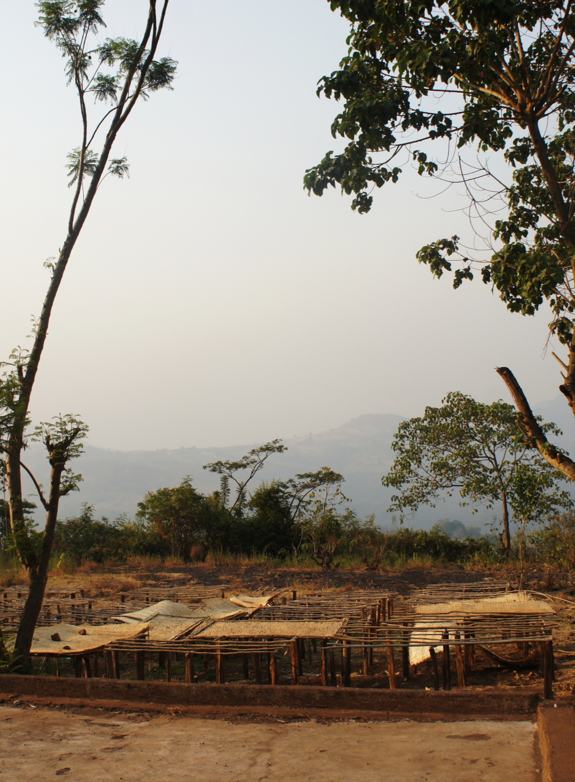 Un trésor du terroir d'Yrgacheffe