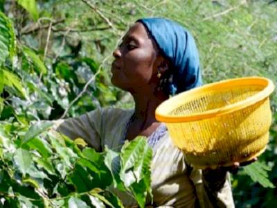 Voyage au Cameroun : à la rencontre d’un producteur d’Arabica !