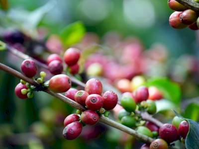 Boissons chaudes biologiques : leurs avantages