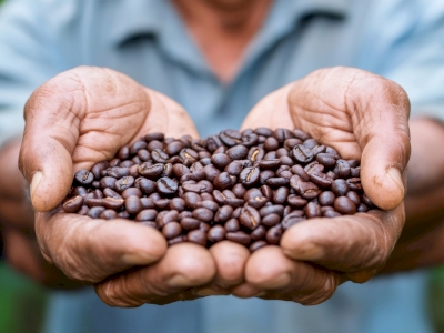 Nos cafés torréfiés et assemblés en Provence