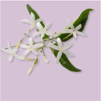 Fleur de jasmin Fleur de jasmin