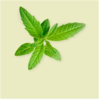 Verveine Verveine