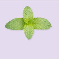 Menthe Menthe