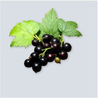 Cassis Cassis