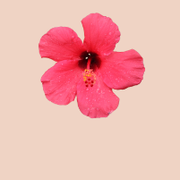 Fleur d'hibiscus Fleur d'hibiscus
