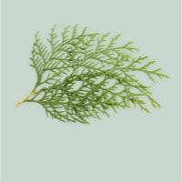 Cèdre Cèdre