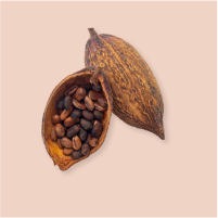 Cacaoté Cacaoté
