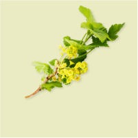 Bourgeons de cassis Bourgeons de cassis