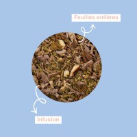 Cézanne | Infusion Cicada 