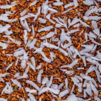 Rooibos bio coco Jungle Lion