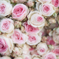 Sirop de rose biologique 