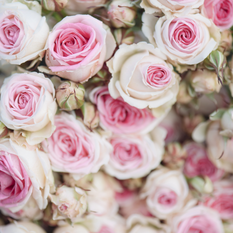 Sirop de rose biologique 